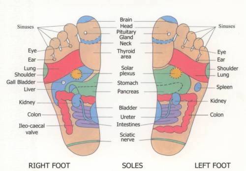 Price List & FAQs. Reflexology Reflexes